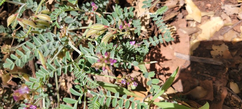 Silver's Milkvetch photo 4