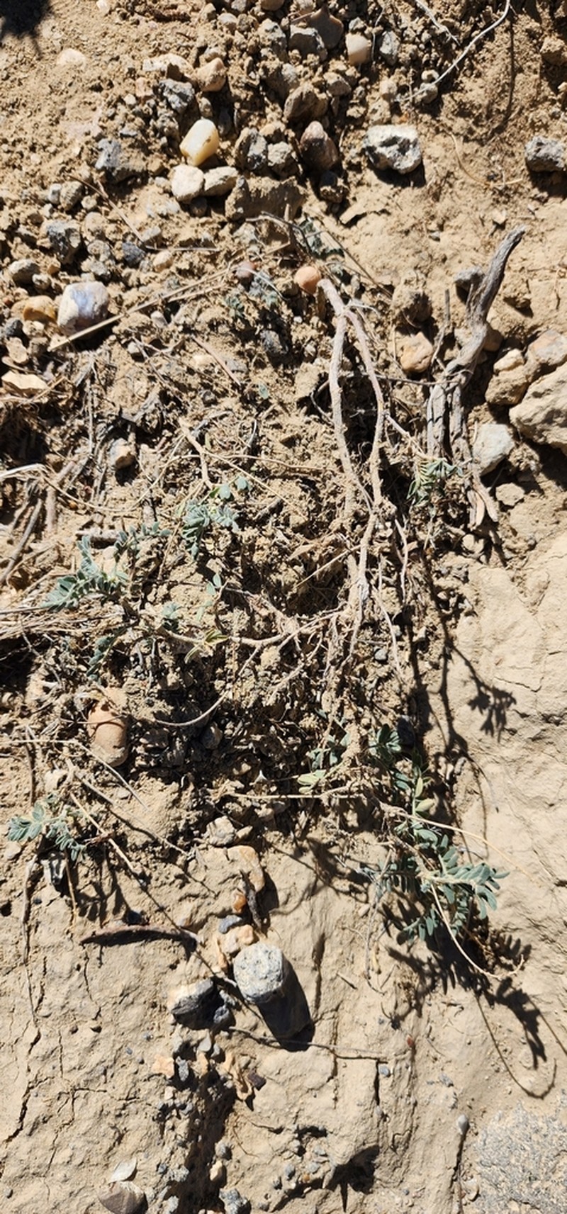 Silver's Milkvetch photo 5
