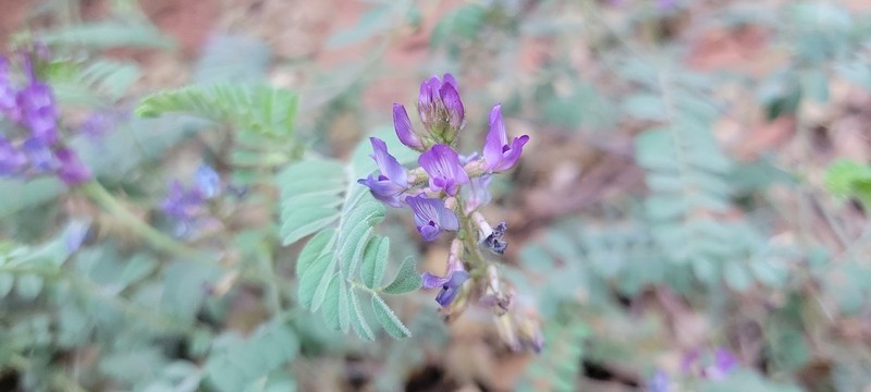 Silver's Milkvetch photo 6