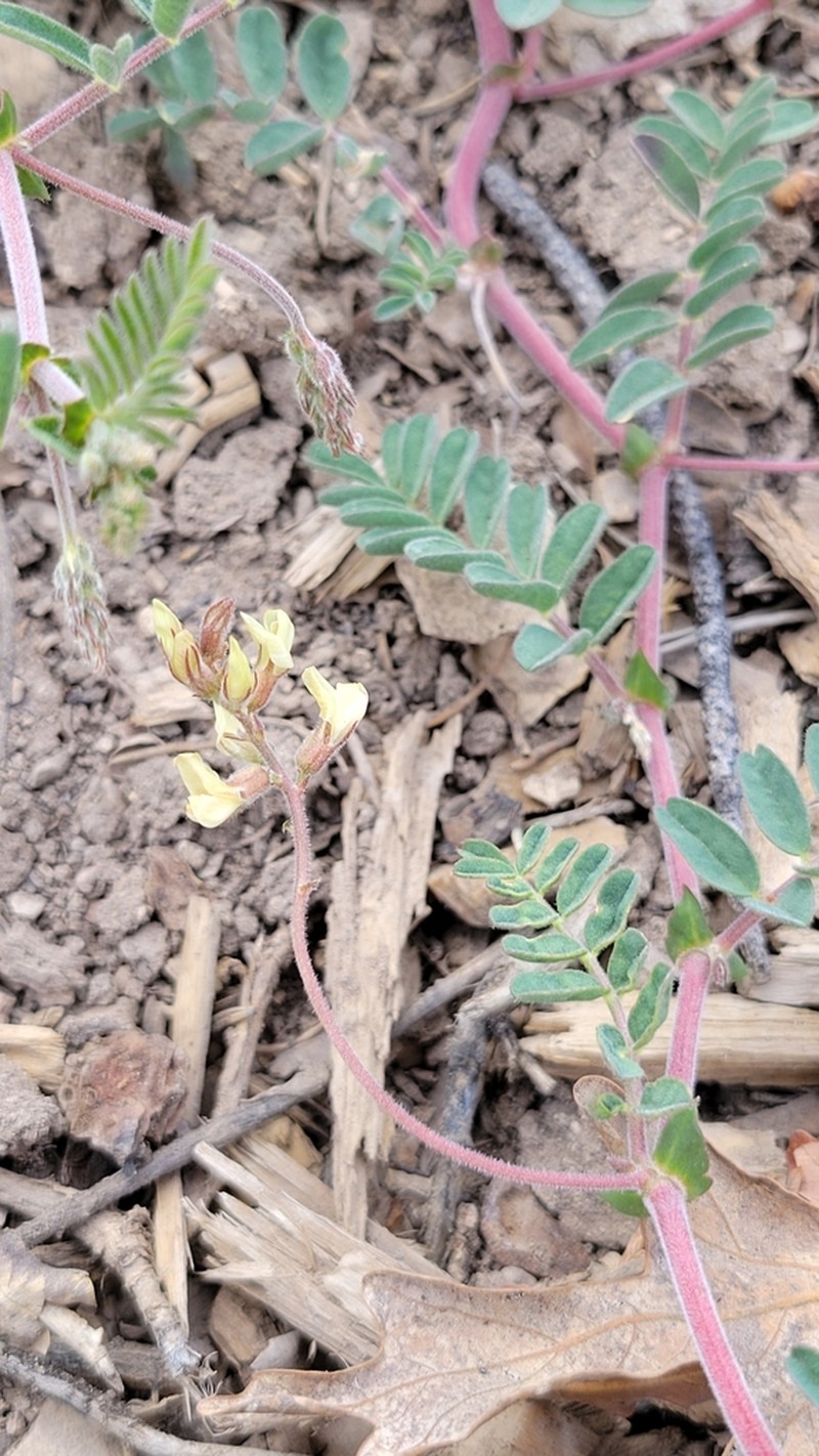 Silver's Milkvetch photo 7