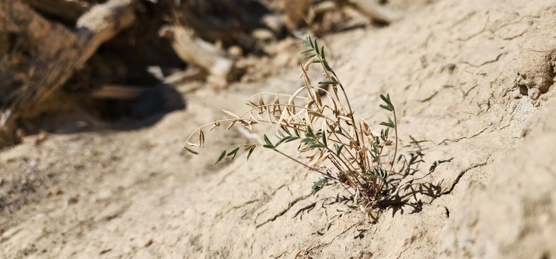 Silver's Milkvetch photo 8