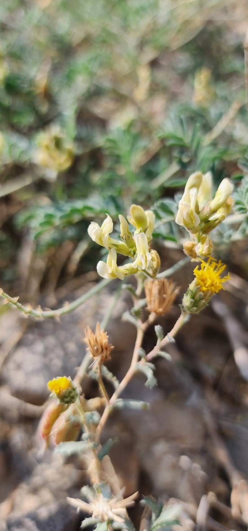 Astragalus subcinereus var. basalticus
