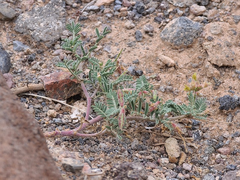 Astragalus subcinereus var. basalticus photo 2
