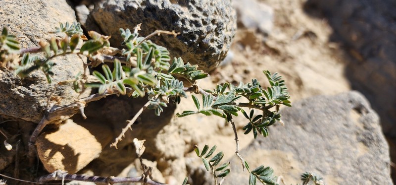 Astragalus subcinereus var. basalticus photo 3