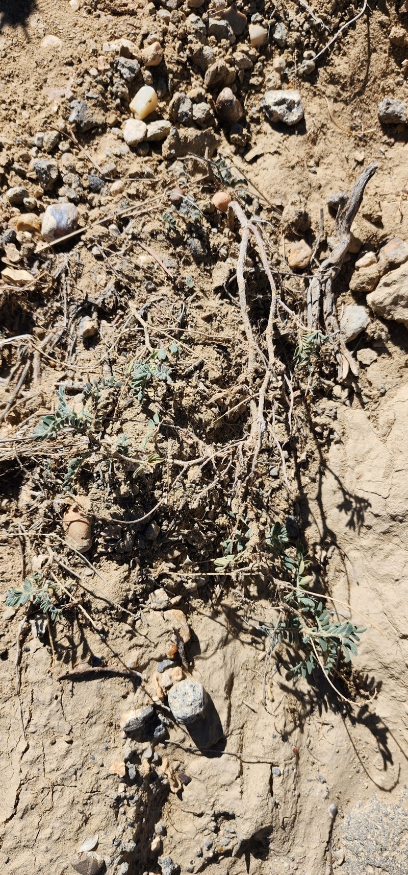 Astragalus subcinereus var. basalticus photo 4
