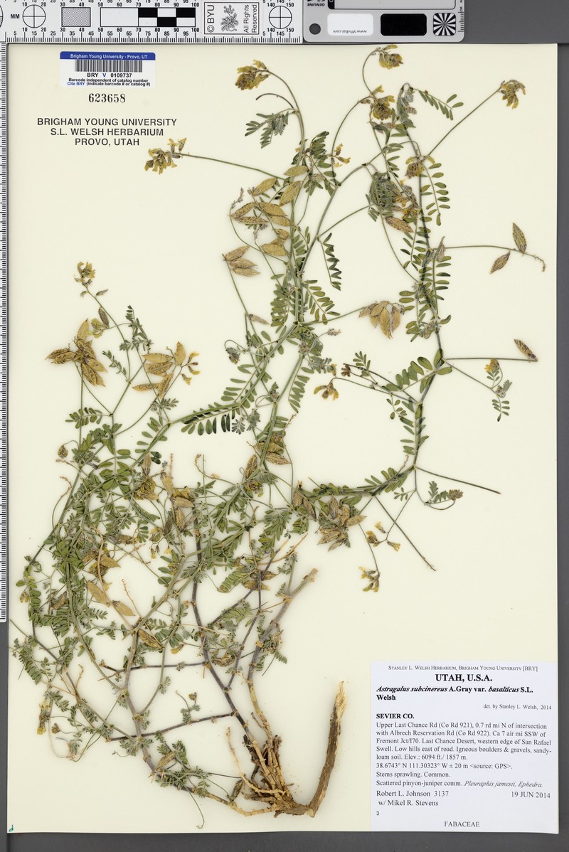 Astragalus subcinereus var. basalticus photo 5