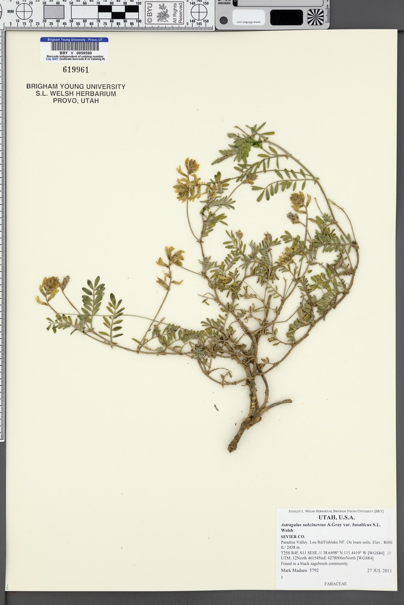 Astragalus subcinereus var. basalticus photo 6