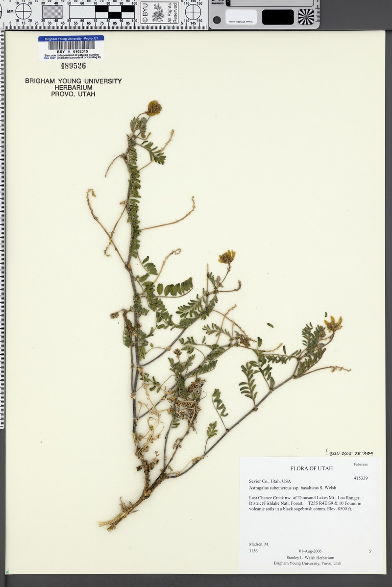Astragalus subcinereus var. basalticus photo 7