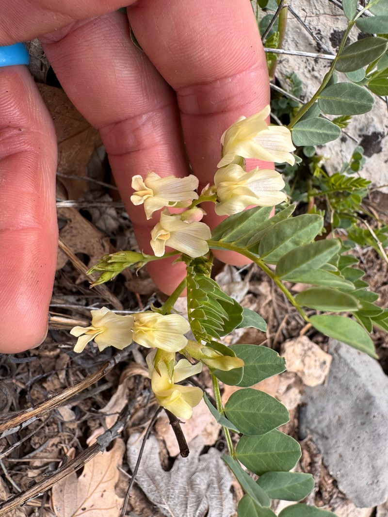 Astragalus subcinereus var. silerianus