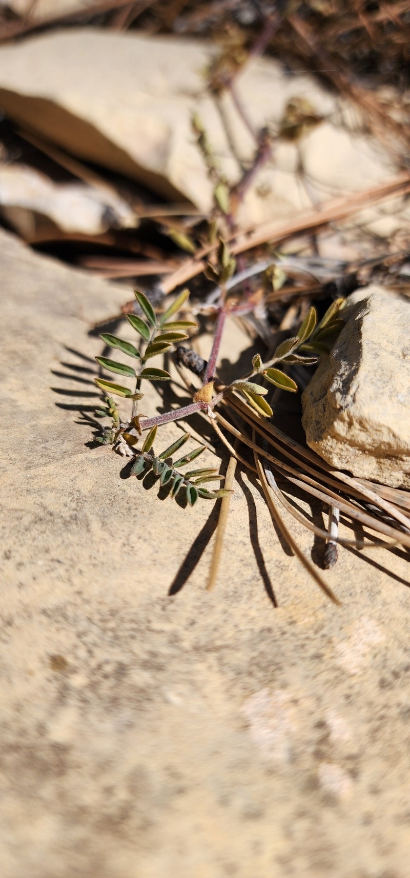 Astragalus subcinereus var. silerianus photo 2