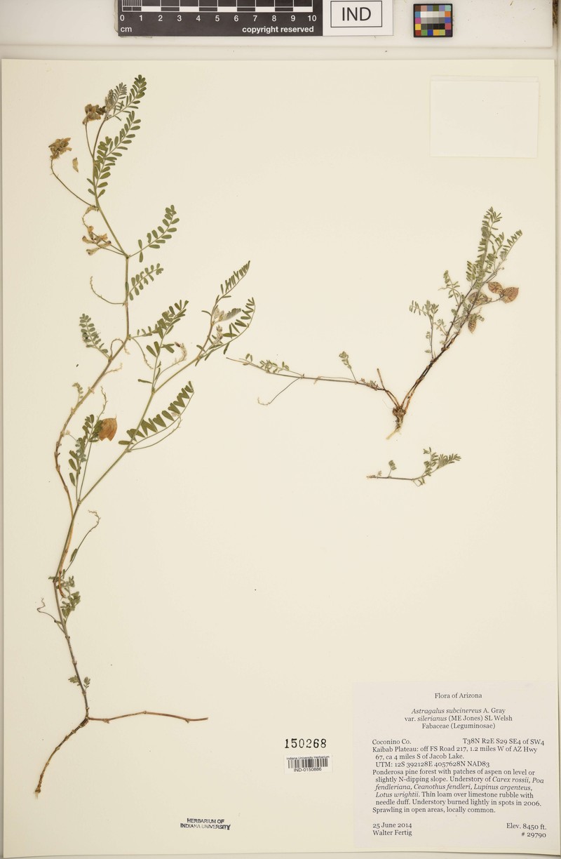 Astragalus subcinereus var. silerianus photo 3