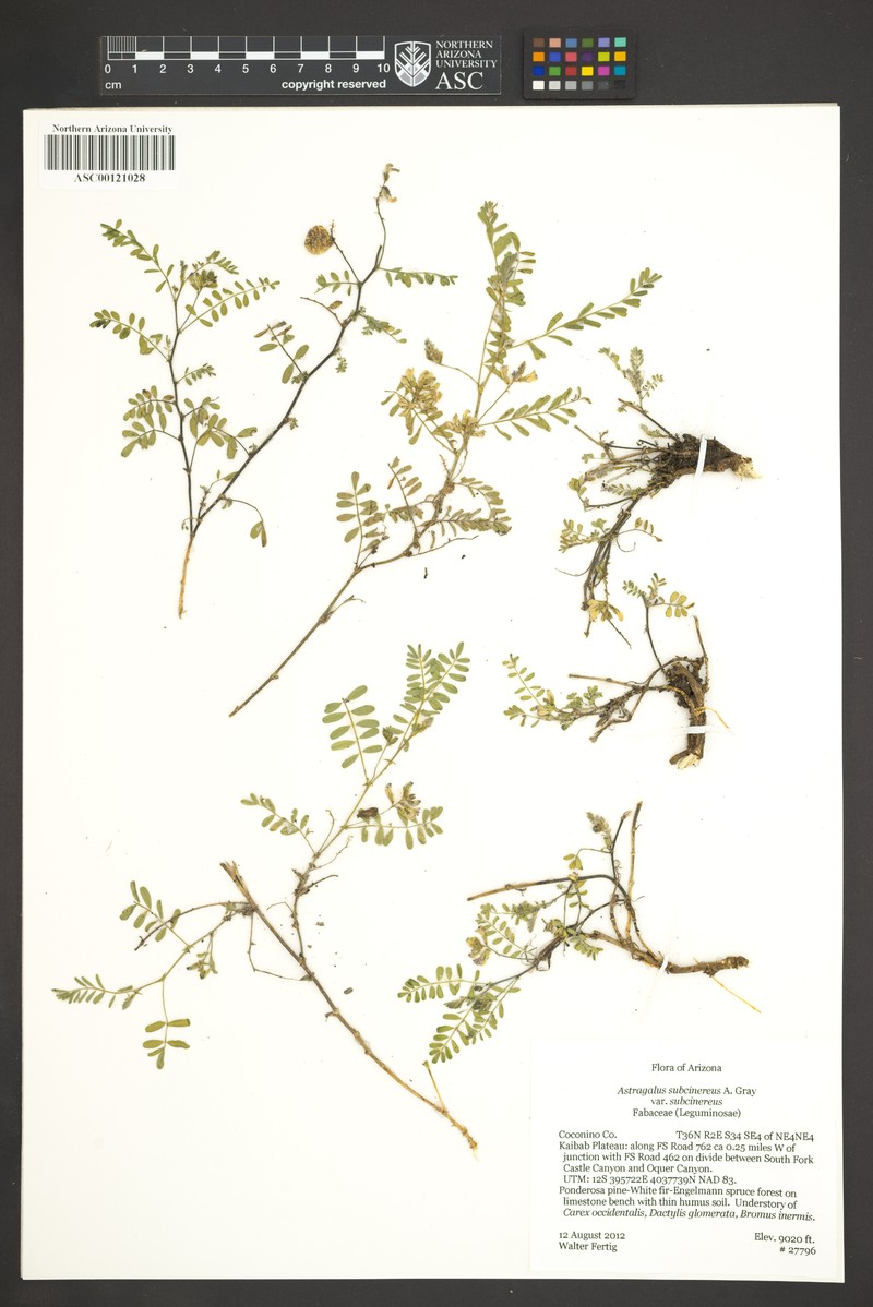 Astragalus subcinereus var. subcinereus
