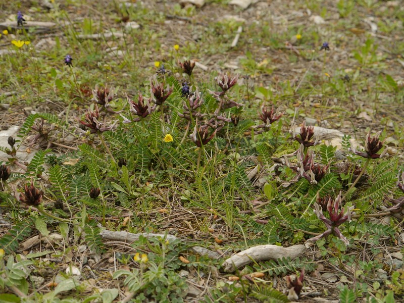 Astragalus suberosus