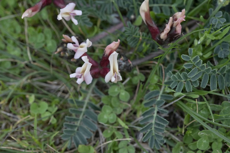 Astragalus suberosus photo 2