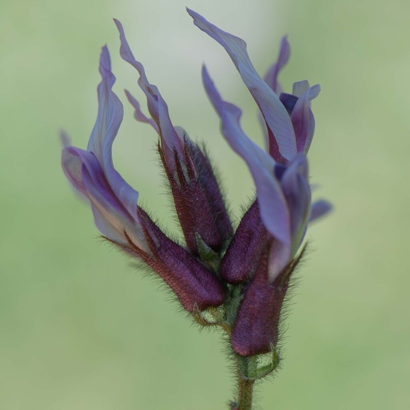 Astragalus suberosus photo 3