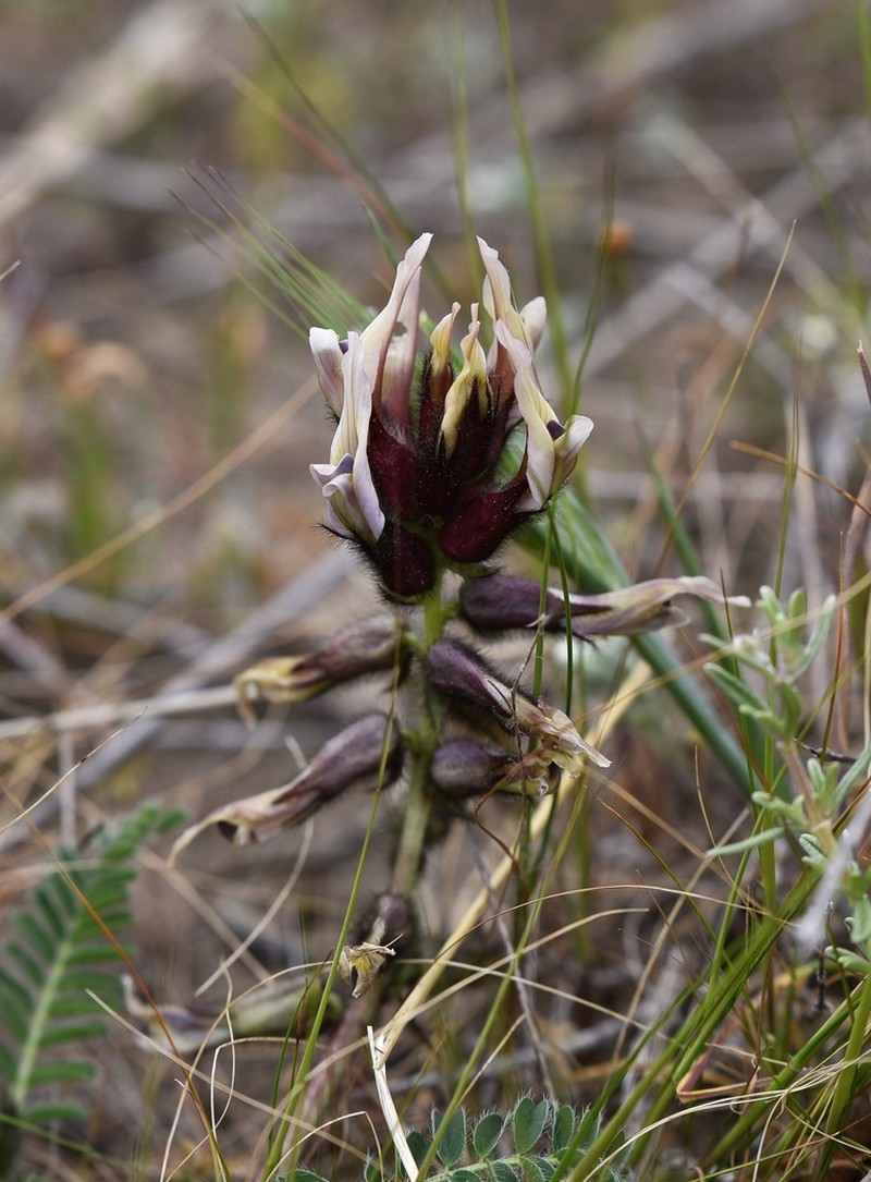 Astragalus suberosus photo 4