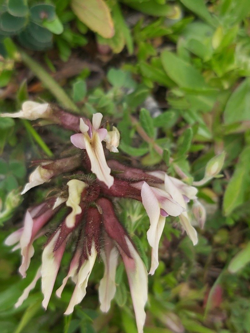 Astragalus suberosus photo 5