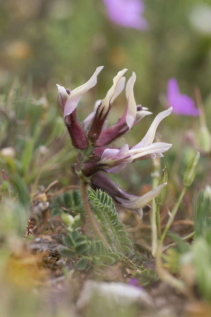 Astragalus suberosus photo 6