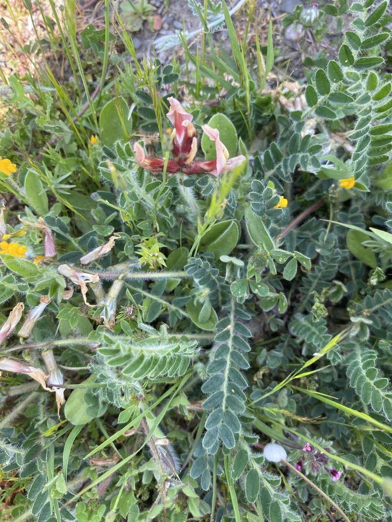 Astragalus suberosus photo 8