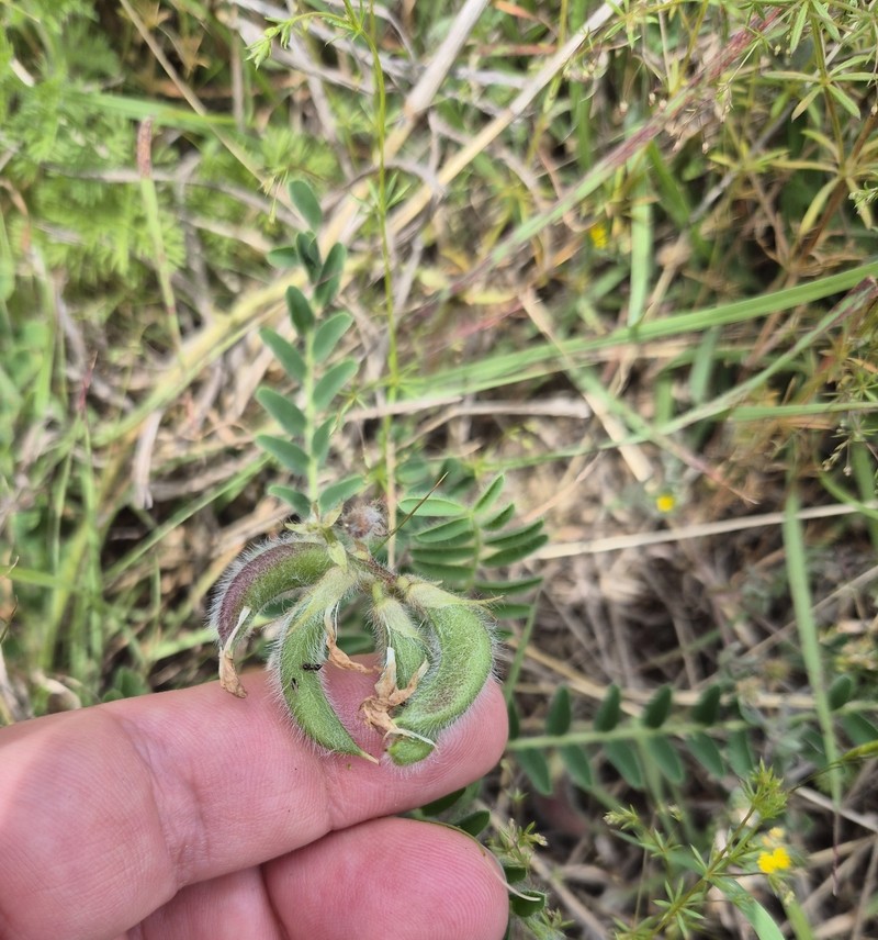 Astragalus suberosus subsp. haarbachii