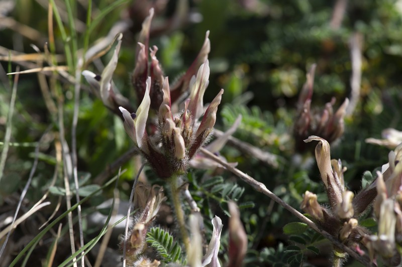 Astragalus suberosus subsp. haarbachii photo 2