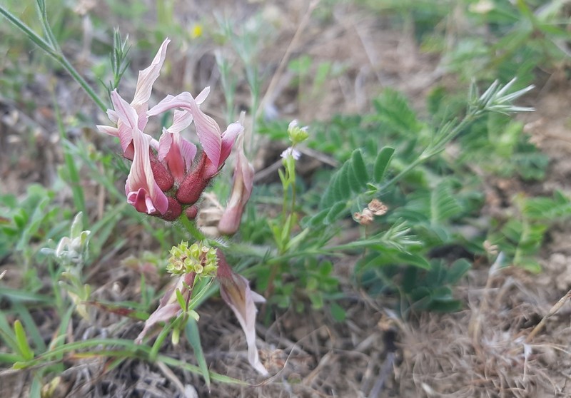 Astragalus suberosus subsp. haarbachii photo 3