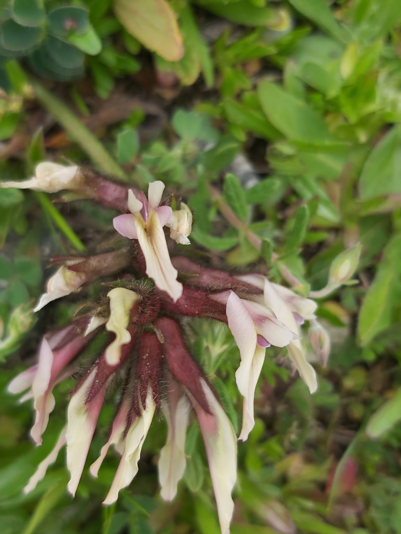 Astragalus suberosus subsp. haarbachii photo 4
