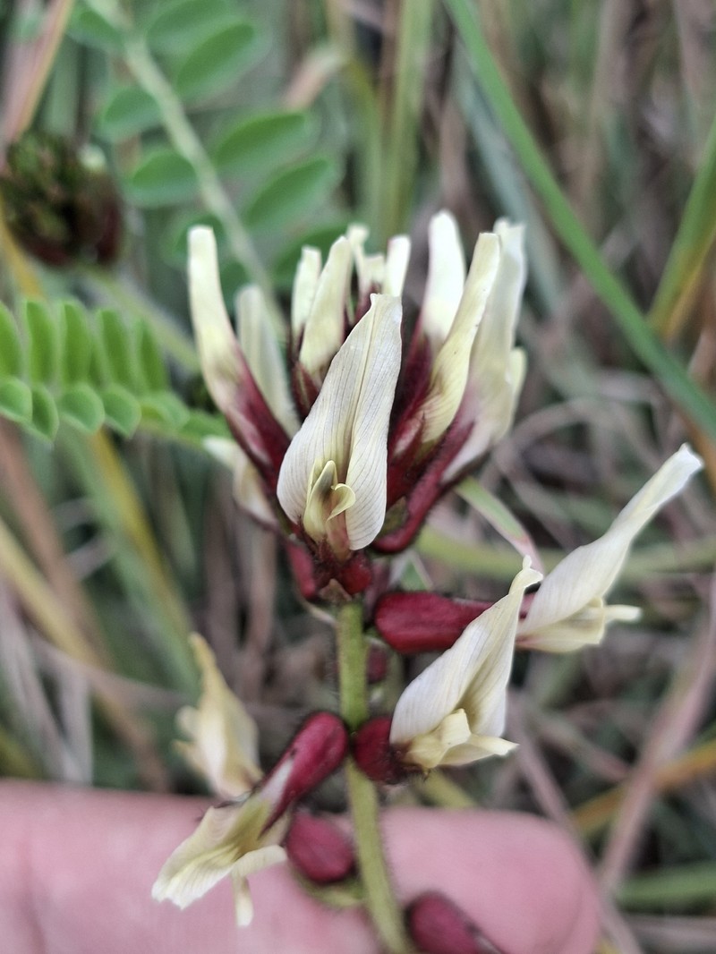 Astragalus suberosus subsp. suberosus