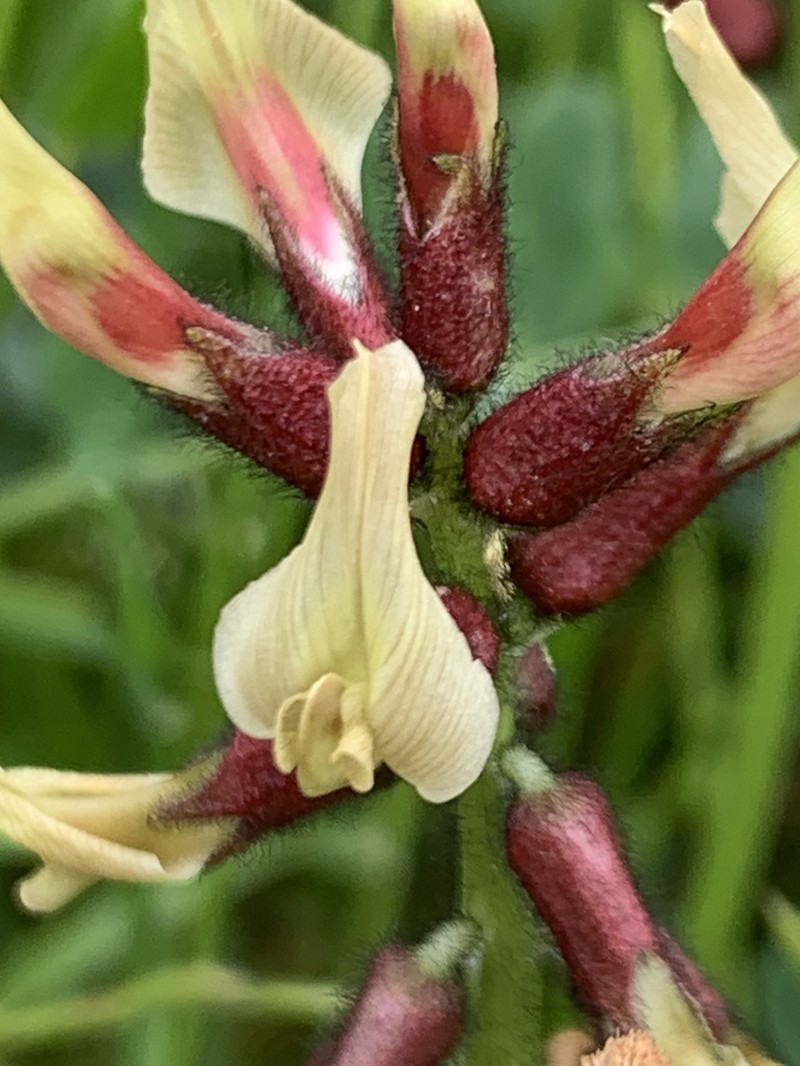 Astragalus suberosus subsp. suberosus photo 2