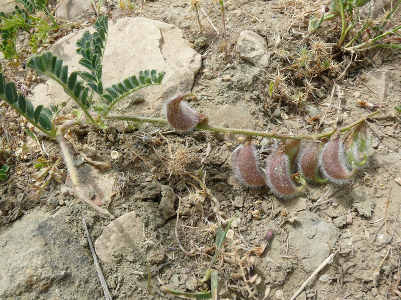Astragalus suberosus subsp. suberosus photo 3