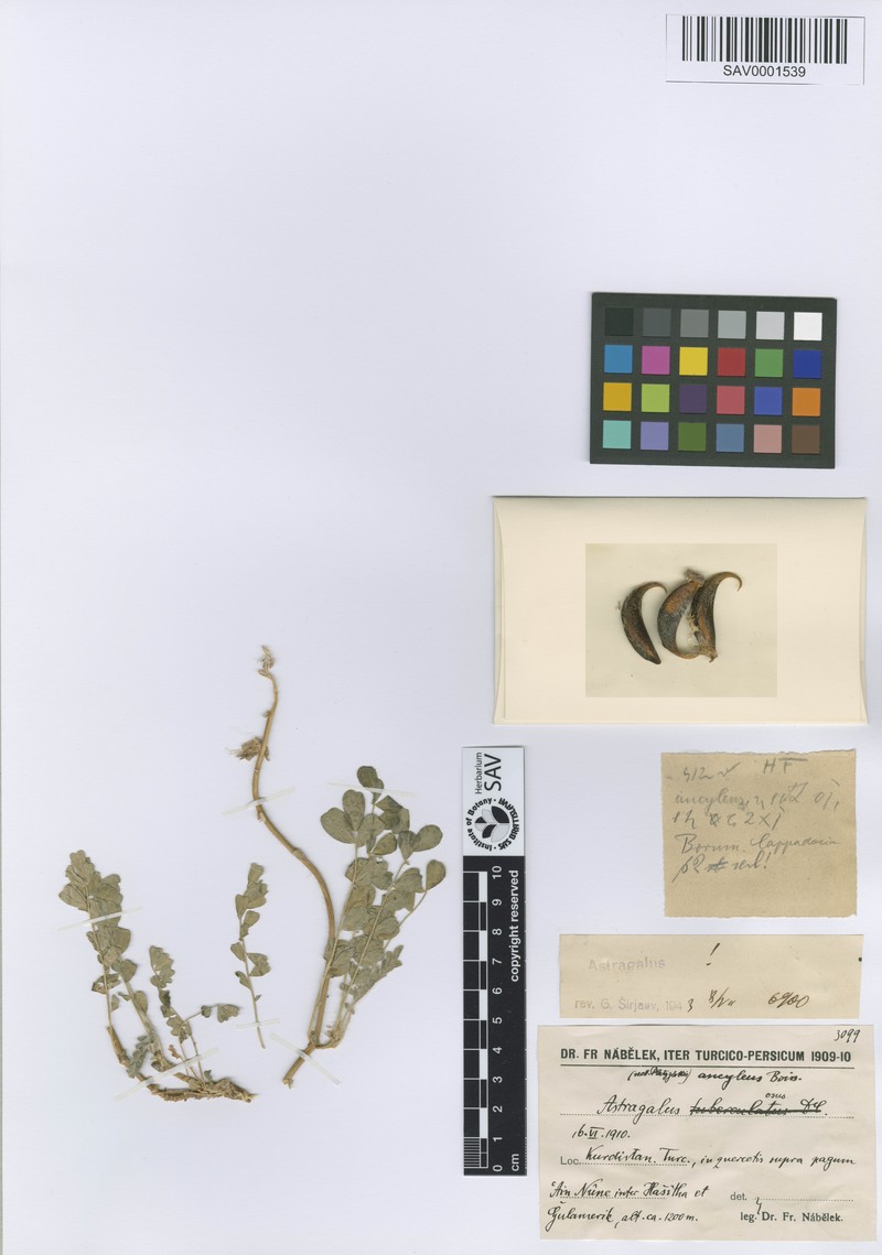 Astragalus suberosus subsp. suberosus photo 4