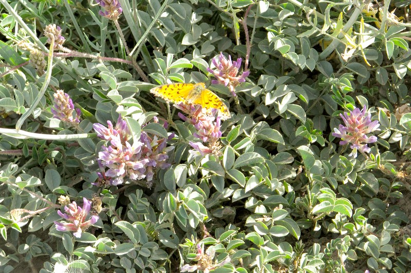 Astragalus subglaberrimus