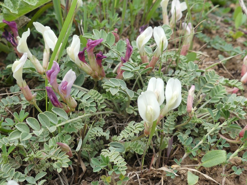 Astragalus submaculatus photo 3