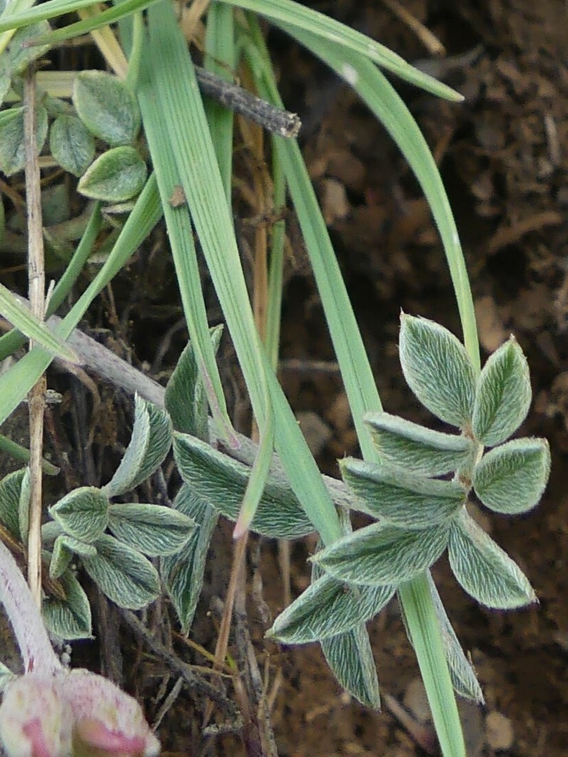 Astragalus submaculatus photo 4