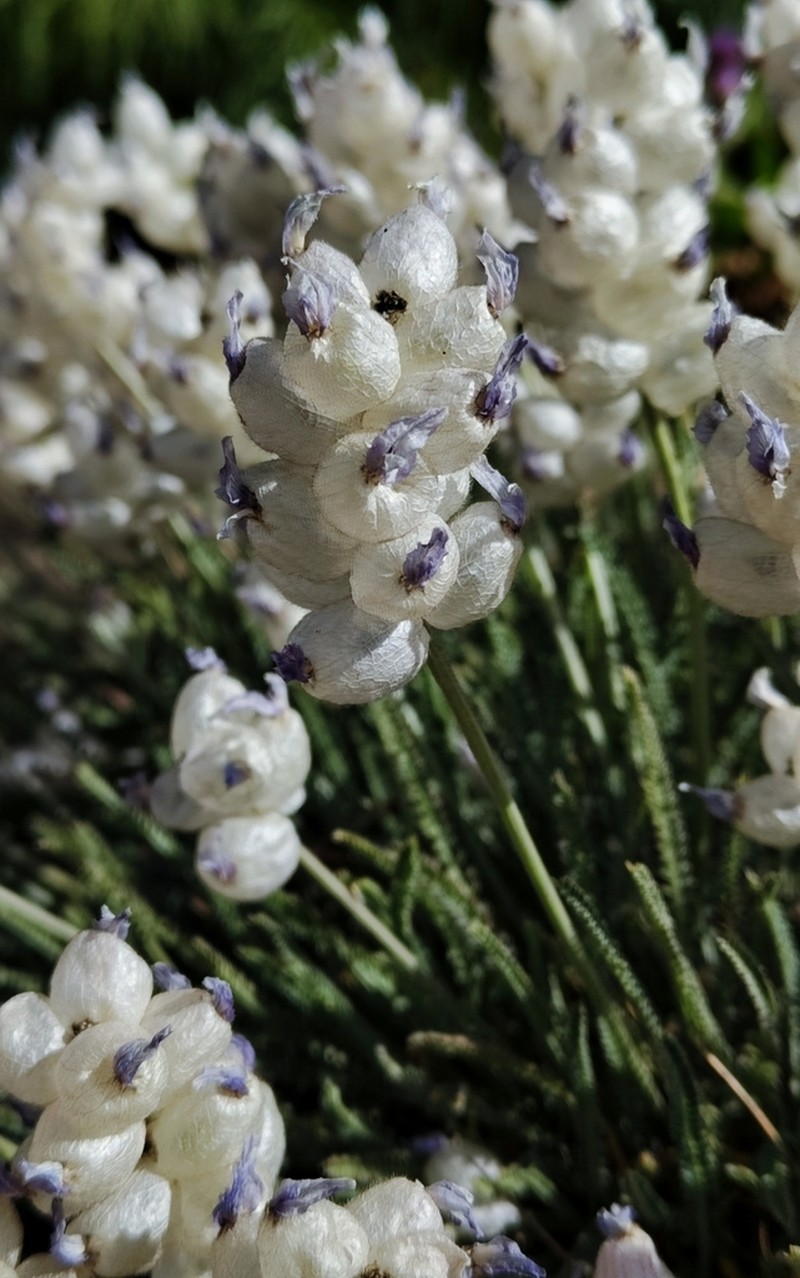 Astragalus submitis