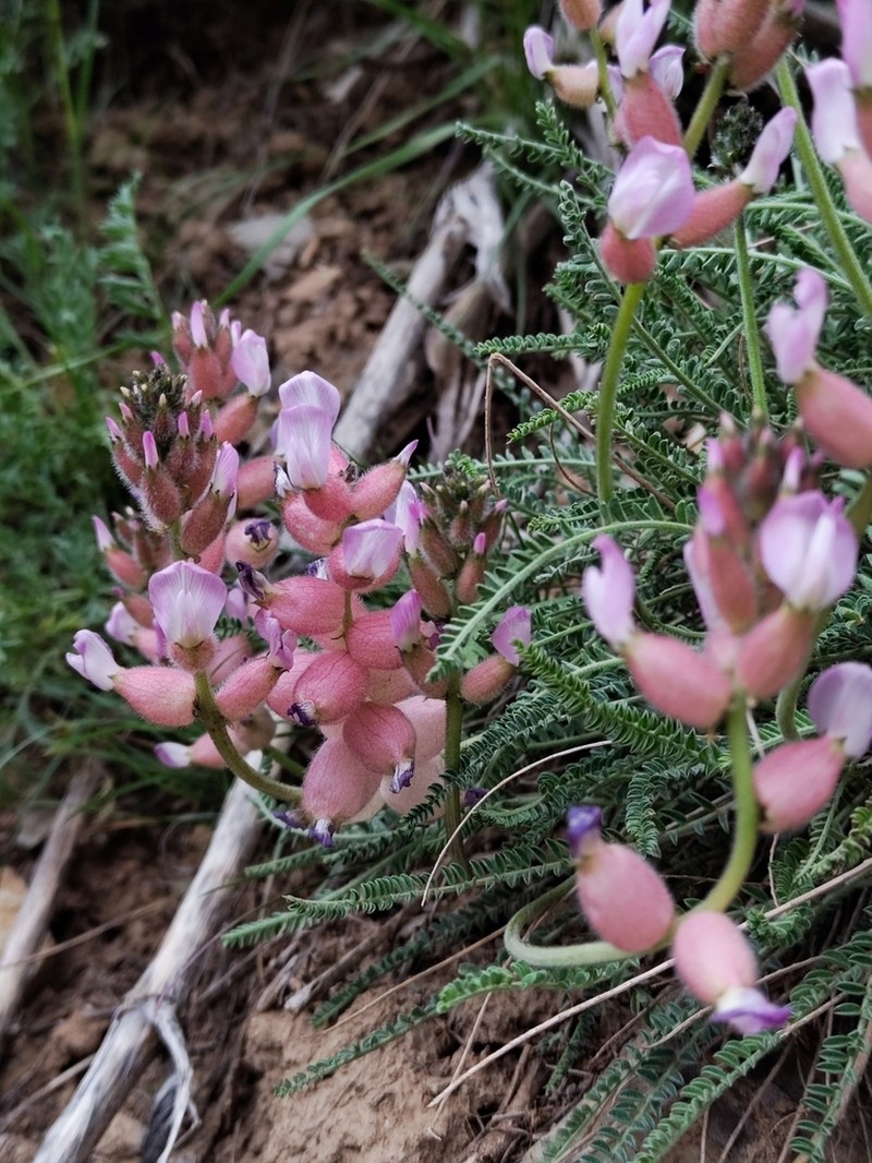 Astragalus submitis photo 2