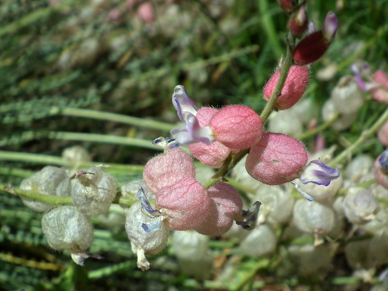 Astragalus submitis photo 3