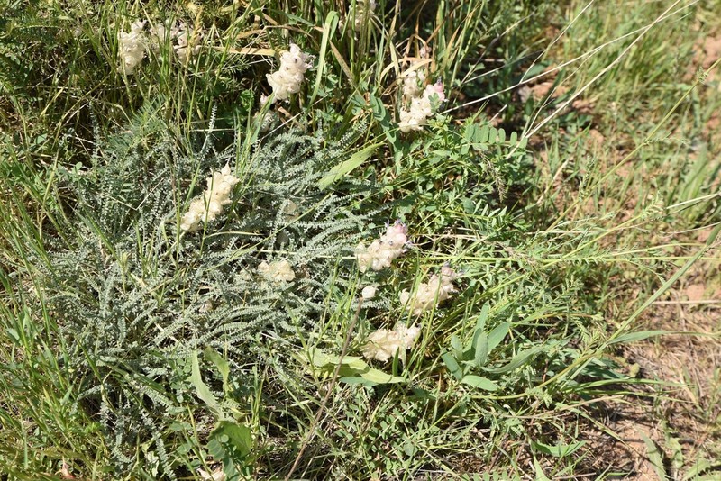 Astragalus submitis photo 4