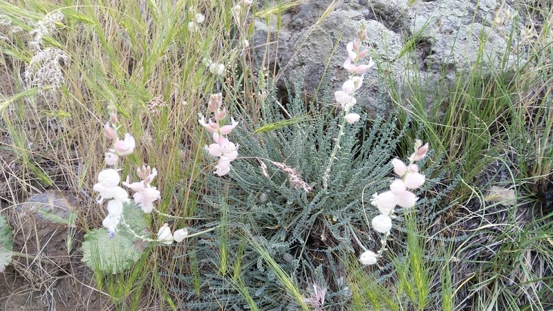 Astragalus submitis photo 5