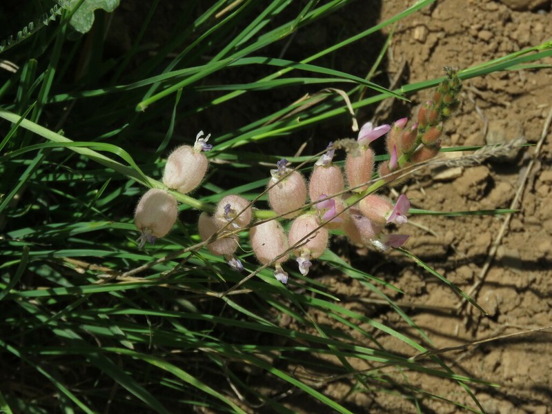 Astragalus submitis photo 6