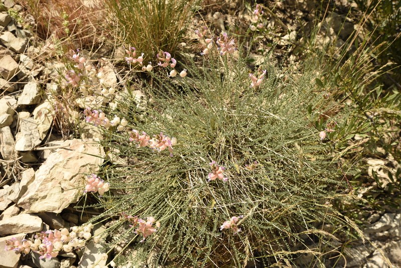 Astragalus submitis photo 8