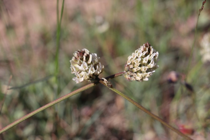 Astragalus subscaposus photo 2