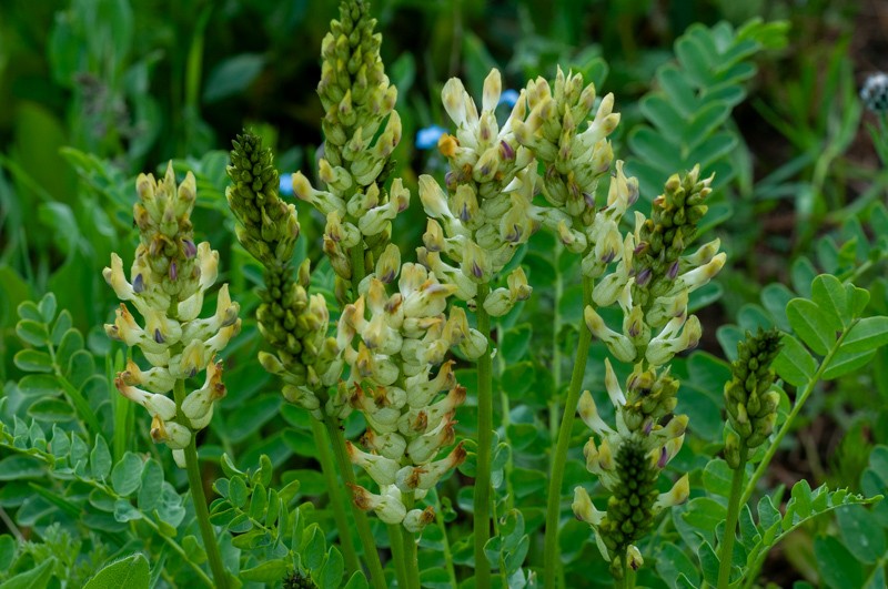 Astragalus subsecundus photo 3