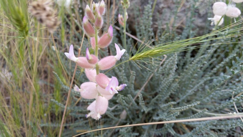 Astragalus subsecundus photo 5