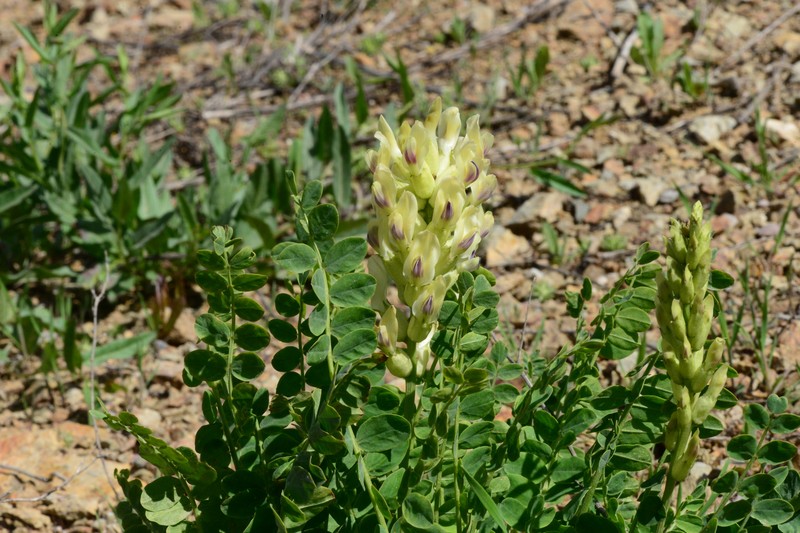 Astragalus subsecundus photo 6