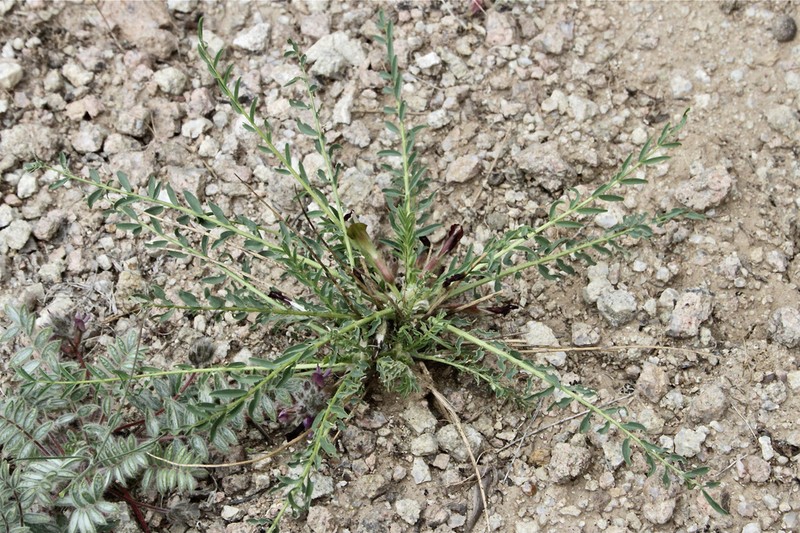 Astragalus subspinescens