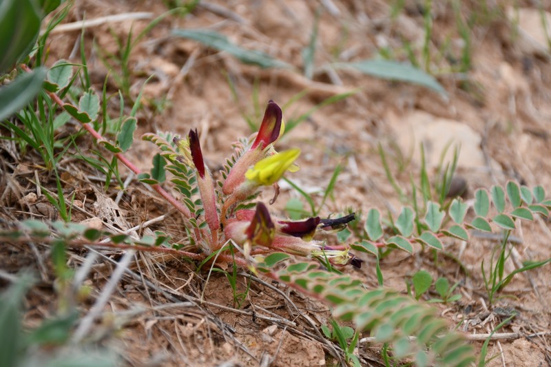 Astragalus substipitatus photo 4