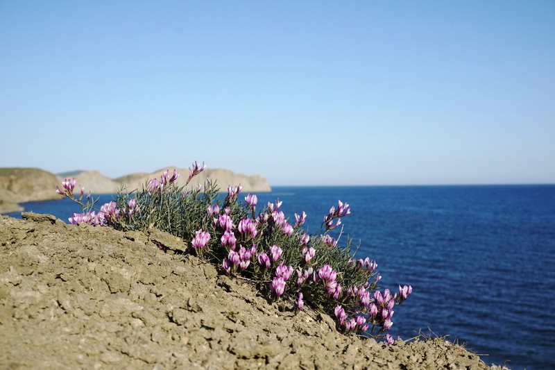 Astragalus subuliformis