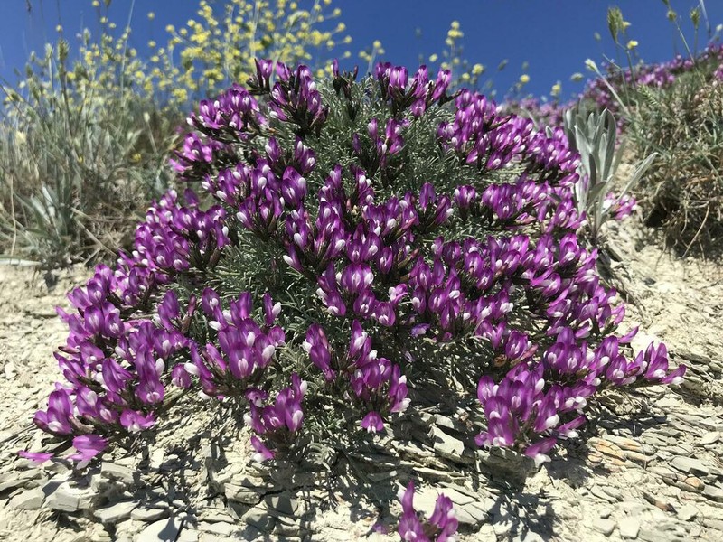 Astragalus subuliformis photo 2