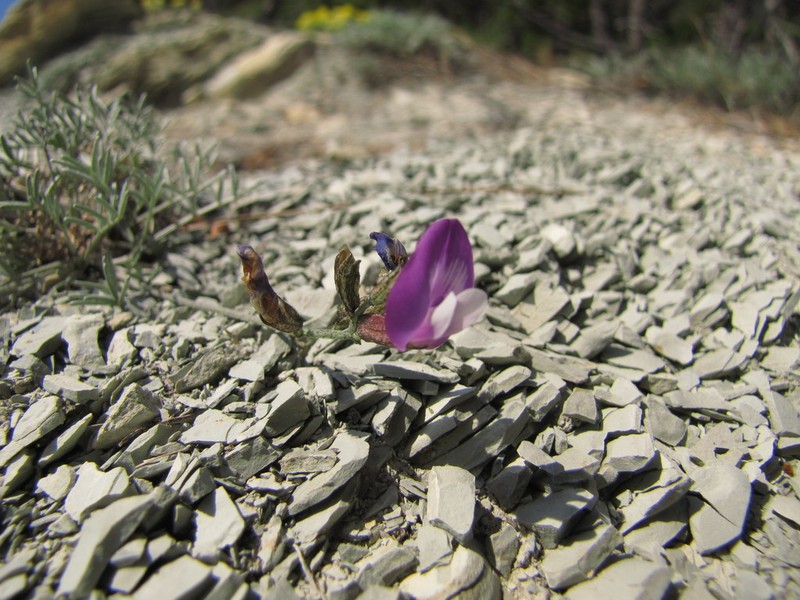 Astragalus subuliformis photo 3